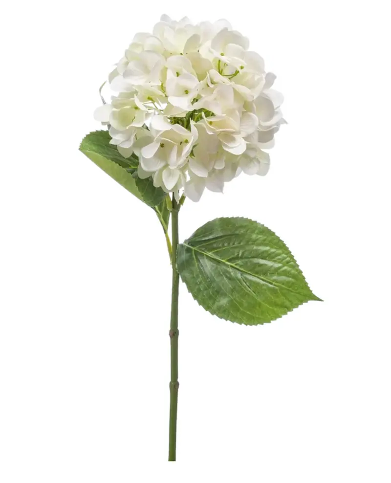 Hydrangea Lumière