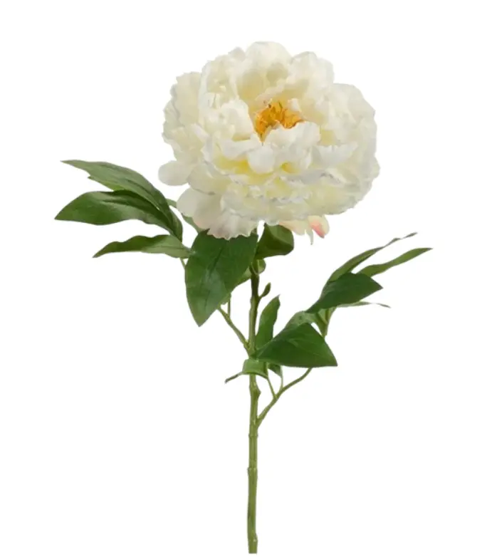 Pion Élégante