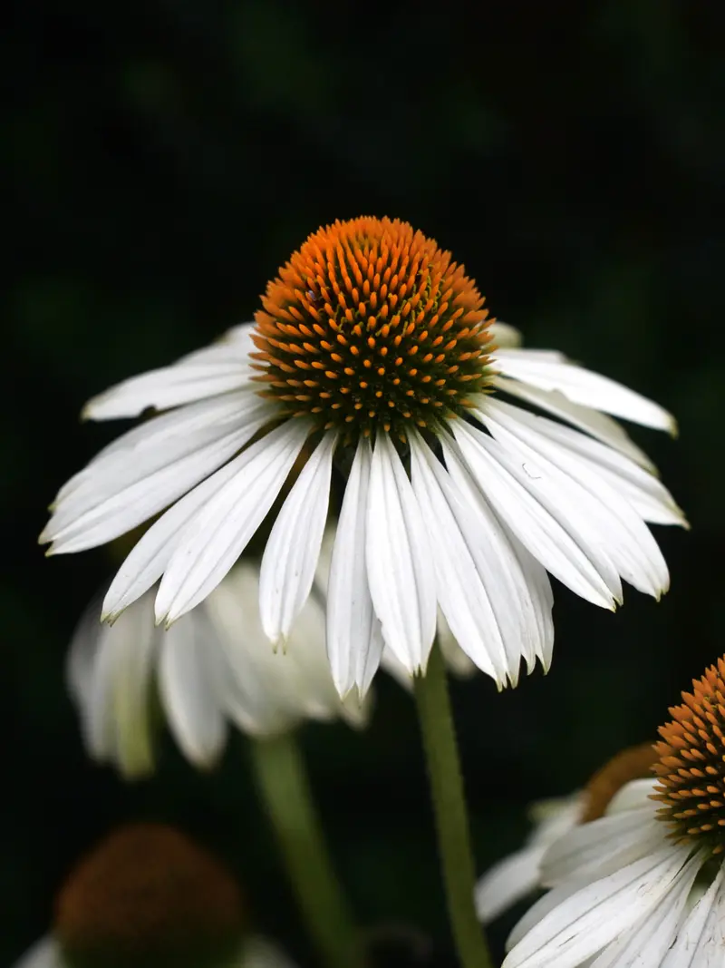 Solhatt 'Alba'