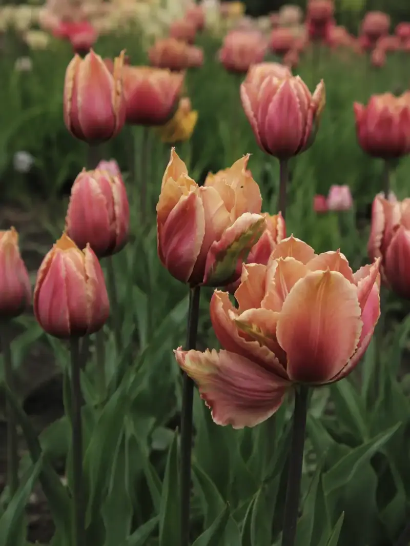 Tulpan 'Callahan'