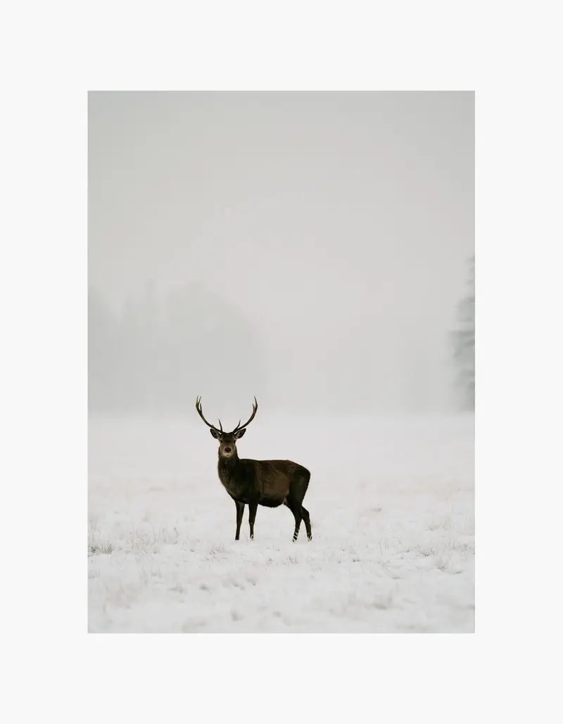 Winter Deer Poster
